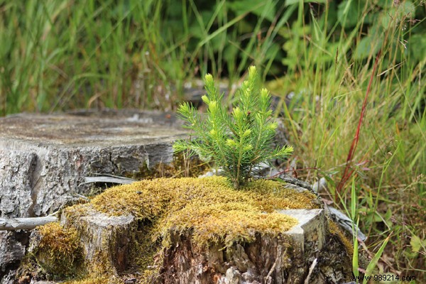 3 Proven Chemical-Free Methods to Remove Tree Stumps from Your Yard