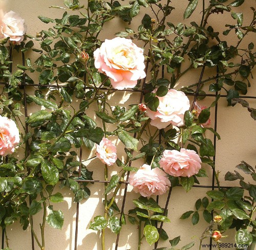 Expert Guide: How to Plant Roses in Your Garden for Stunning Blooms