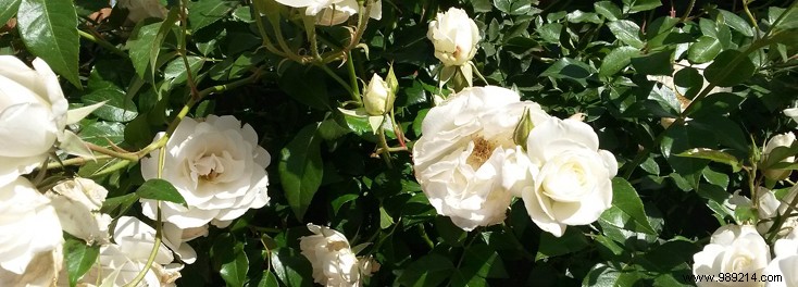 Expert Guide: How to Plant Roses in Your Garden for Stunning Blooms