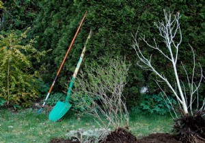 Best Time to Plant Trees: Expert Guide on Seasons and Proven Techniques