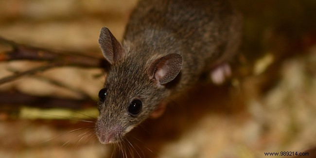 Rodent Infestation in Your Home: Proven Prevention and Elimination Strategies