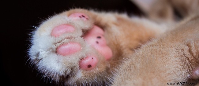 How to Stop Your Cat from Scratching Furniture: Proven Strategies