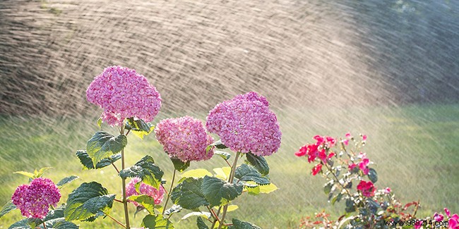 Effective Garden Watering Solutions: Proven Tips for Vegetables, Beds, and Patio Plants