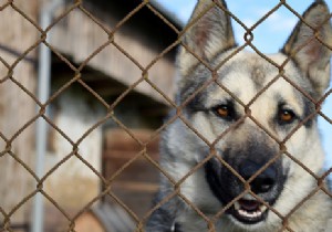 Building a Dog Kennel in Your Garden: Key Rules and Regulations