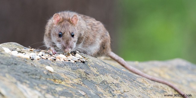 Combating Rats in Paris: Proven Strategies for Control and Prevention