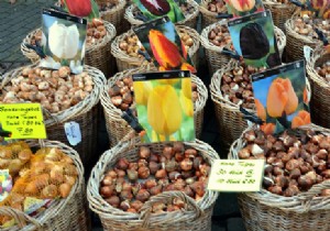 Best Bulbs to Plant in Fall for Vibrant Spring Blooms: Expert Guide