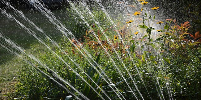 Manual vs. Automatic Garden Watering: Pros, Cons, and Expert Recommendations