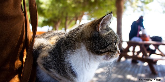 How to Travel Abroad with Your Cat: Essential Requirements and Expert Tips