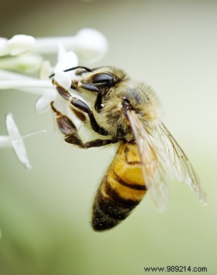 Allergies in France: Causes, Symptoms, and Proven Treatments for Relief