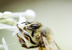 Allergies in France: Causes, Symptoms, and Proven Treatments for Relief