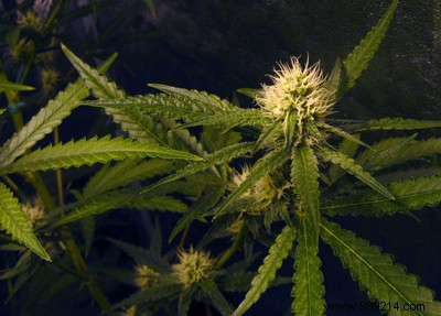 Cannabis and Health: Essential Facts on Risks, Addiction, and Prevention