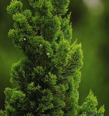 Standardized Plant Extracts (E.P.S.): Pharmacist-Trusted Natural Remedies from Fresh Plants