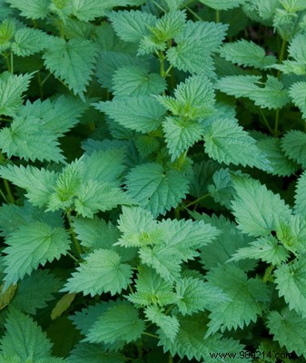 Standardized Plant Extracts (E.P.S.): Pharmacist-Trusted Natural Remedies from Fresh Plants