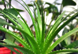 Aloe Vera Benefits: Proven Therapeutic and Cosmetic Powers Backed by Centuries of Use