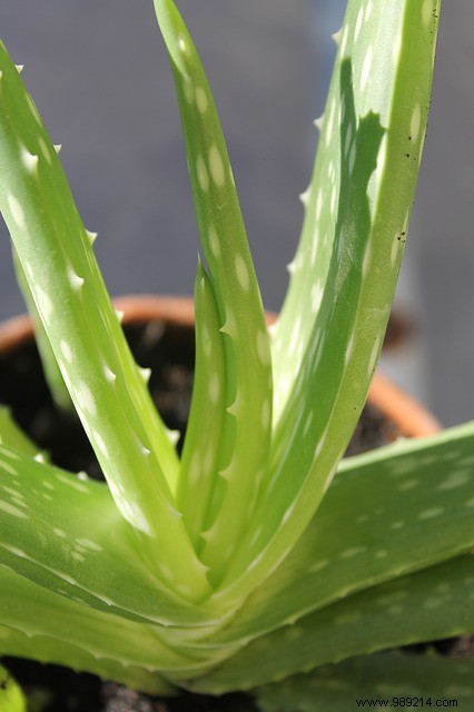 Aloe Vera Benefits: Proven Therapeutic and Cosmetic Powers Backed by Centuries of Use