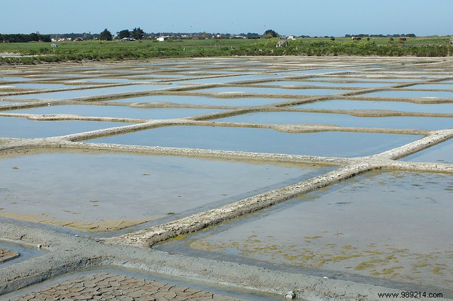 Balancing Salt, Sodium, and Potassium: Daily Intake Guidelines for Optimal Health