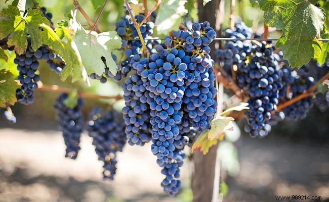 The Rise of Wine Tourism in France: Insights into a Booming Sector