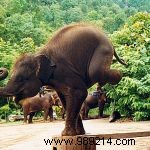 Discover Authentic Ecotourism in Thailand: Sustainable Travel and Conservation
