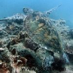 Discover Authentic Ecotourism in Thailand: Sustainable Travel and Conservation