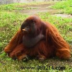 Discover Authentic Ecotourism in Thailand: Sustainable Travel and Conservation