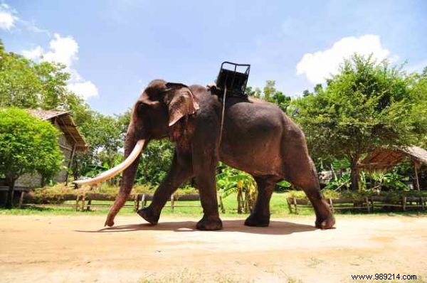 Insider Budget Tips and Unmissable Experiences for Your Thailand Trip