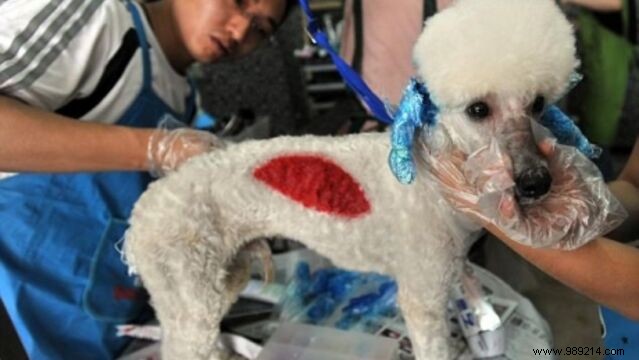 Dog Hair Coloring: China s Booming Pet Grooming Trend