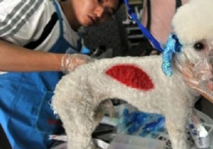 Dog Hair Coloring: China s Booming Pet Grooming Trend