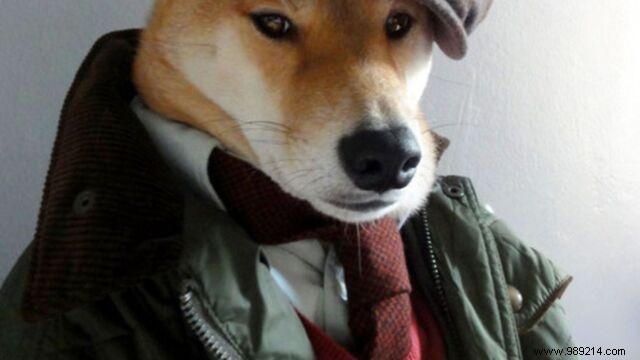 Bodhi the Shiba Inu: The Dog Modeling Men s Fashion Like a Pro