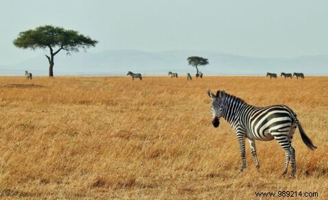 Capture Stunning Landscape Photos with Your Smartphone: Pro Tips and Techniques