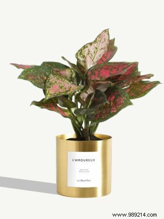 Top 5 By Charlot Valentine s Day Gifts Guaranteed to Impress