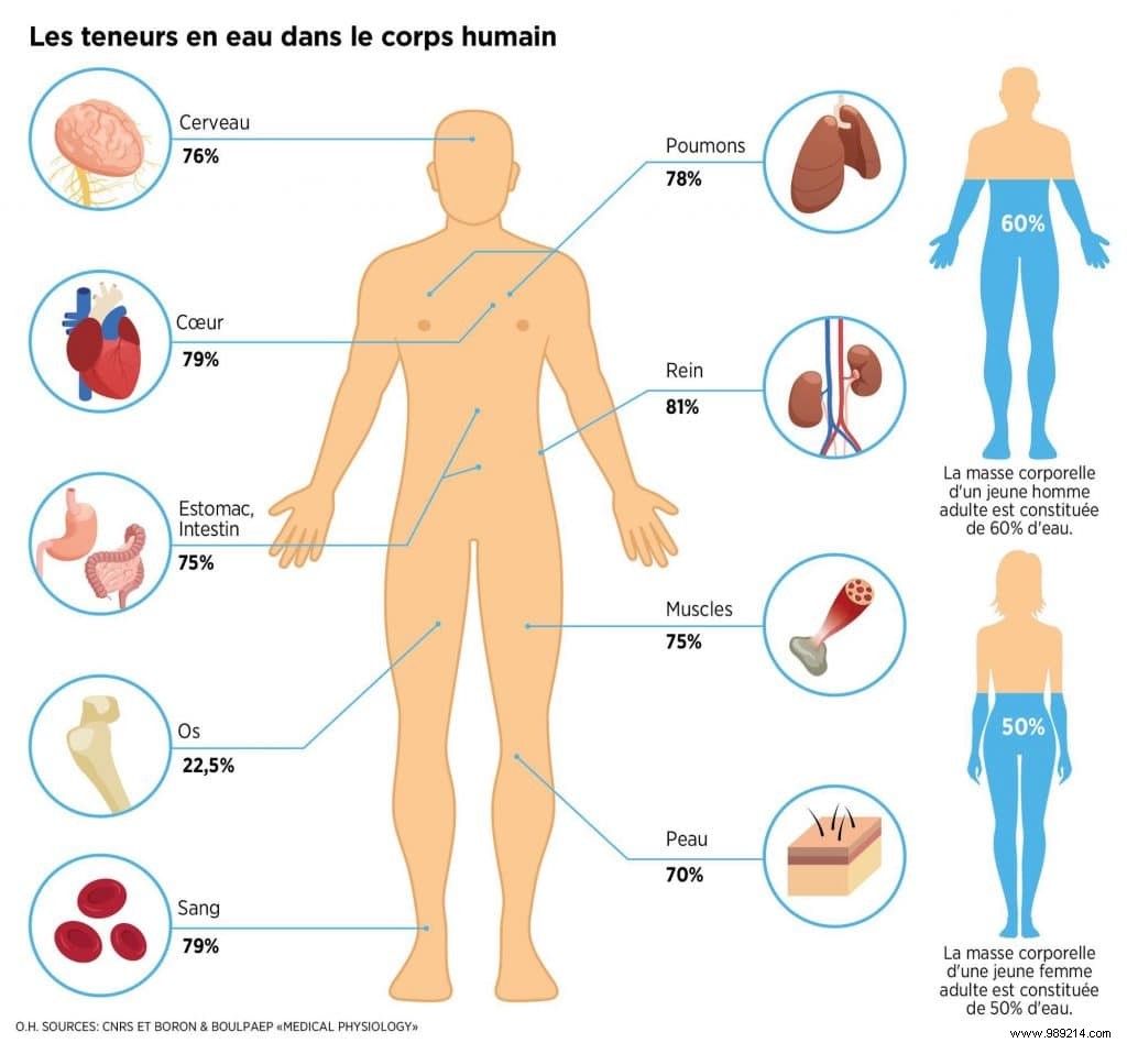 Why Is the Human Body Mostly Water? Essential Roles and Science Explained