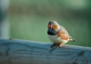 Scientists Implant Musical Memories in Songbirds  Brains to Teach New Songs