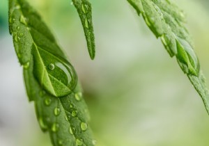 France s National Assembly Approves Groundbreaking Two-Year Medical Cannabis Trial