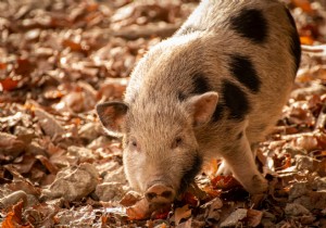 Chinese Scientists Birth First Pig-Monkey Chimeras in Push for Human Organ Transplants