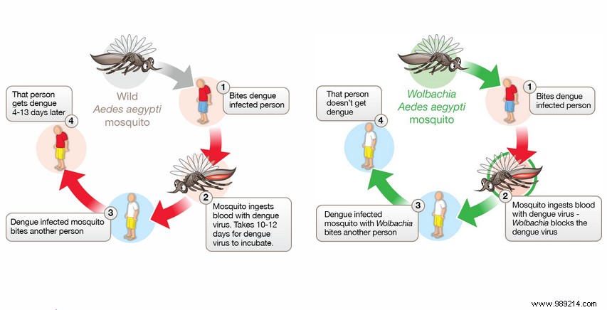 Brazil s Innovative Wolbachia Strategy: Mosquitoes Fighting Dengue and Chikungunya