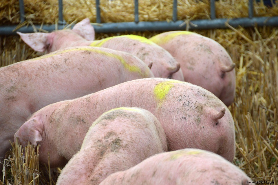 Criminals Use Drones to Spread African Swine Fever on Chinese Pig Farms