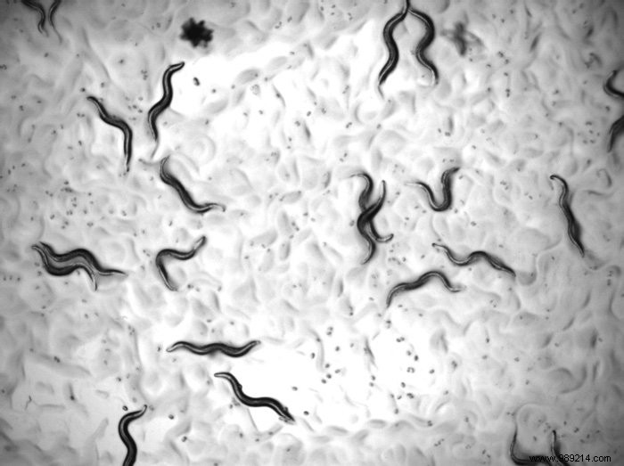 Scientists Extend C. elegans Lifespan by 500% – Equivalent to 500 Human Years