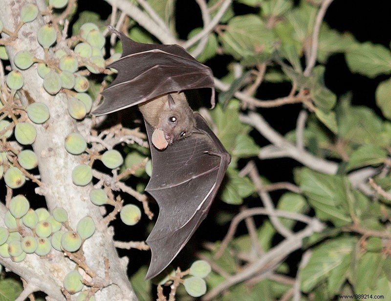 Chinese Scientists Warned of Bat Coronavirus Threat a Year Before COVID-19 Outbreak
