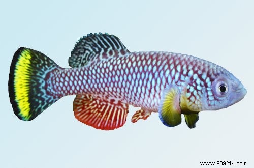 Stanford Study: African Turquoise Killifish s Anti-Aging Protein Could Revolutionize Human Longevity