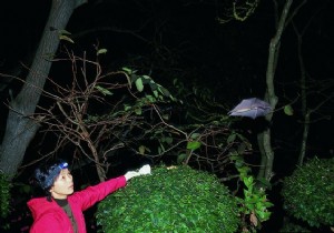 Bat Virologist Shi Zhengli Warns:  We Must Find Coronaviruses Before They Find Us 