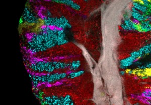 Mapping Bacterial Communities on the Human Tongue: Insights from High-Resolution Imaging