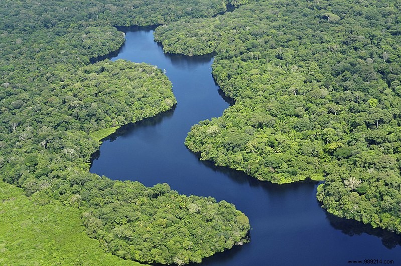 How Amazon Deforestation Could Trigger the Next Global Pandemic