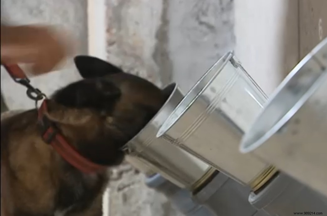 Can Trained Dogs Detect COVID-19 by Scent? French Veterinary Study Explores the Potential