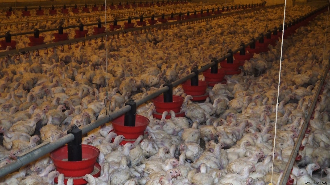 Factory Farming: A Potential Breeding Ground for Future Pandemics, Says Author Jonathan Safran Foer