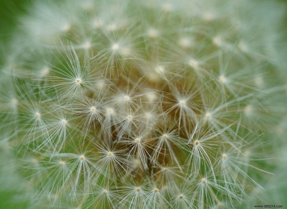 Why Seasonal Allergies Are Surging Worldwide: The Pollen-Climate Connection