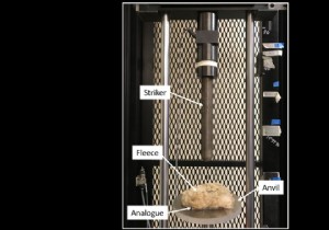 Did Men s Beards Evolve to Cushion Punches? Insights from a New Scientific Study