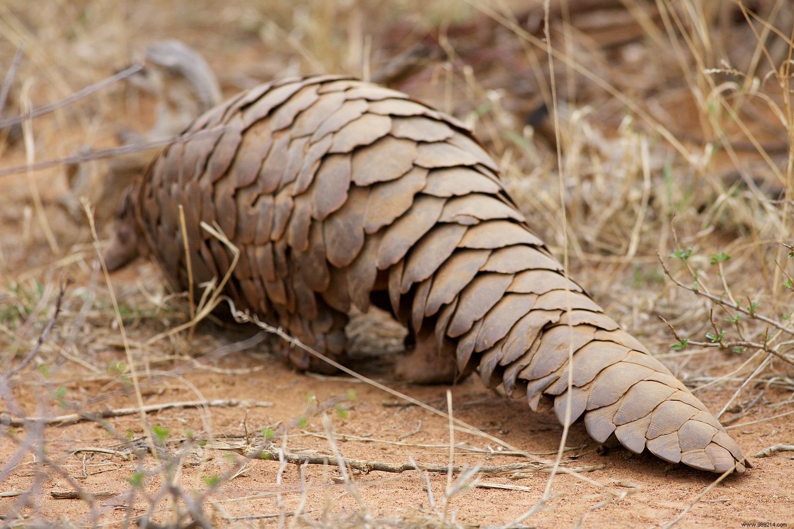 New Research Clears Pangolins in SARS-CoV-2 Transmission to Humans