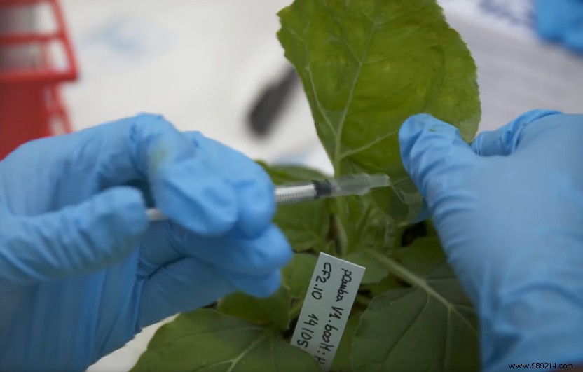 Tobacco Plants as Bio-Factories: Accelerating COVID-19 Vaccine Development Through Molecular Farming