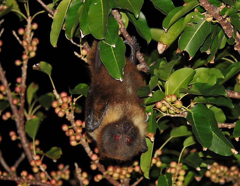 French Researchers Probe Mysterious Bat-Linked Bacterial Disease in New Caledonia