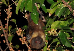 French Researchers Probe Mysterious Bat-Linked Bacterial Disease in New Caledonia